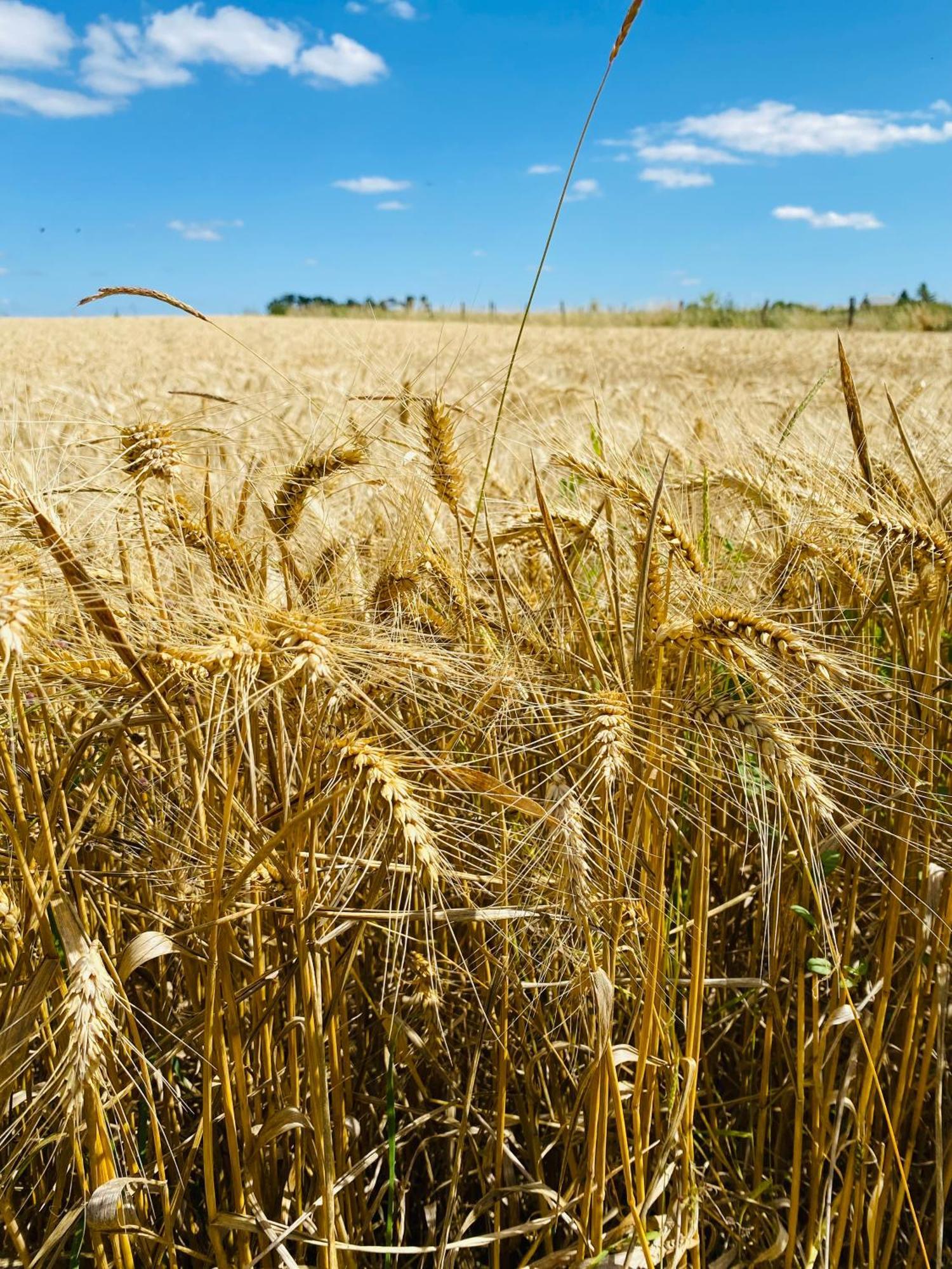 L'Ecrin De Verdure Ligré Dış mekan fotoğraf